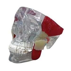 TMJ Clear Skull with Muscles  Industrial & Scientific