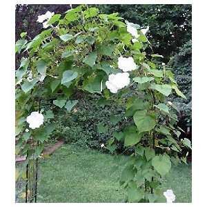  Renees Garden Moonflower Vine Patio, Lawn & Garden