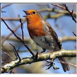  ROBIN 10330 CROSS STITCH CHART