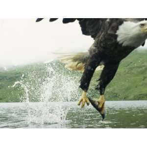  An American Bald Eagle Grabs a Fish with its Talons 