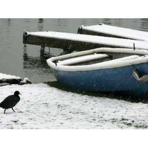  A Solitary Bird Walks Past a Boat Covered by Overnight 