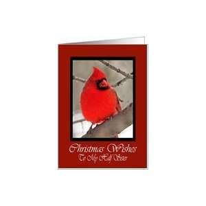  Half Sister Cardinal Christmas Wishes Card Card Health 