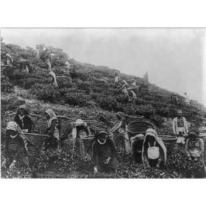  Tea pickers in the Himilayas,India