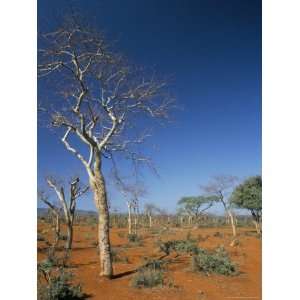 Acacia Trees on Red Soils, Near Goba, Southern Highlands 