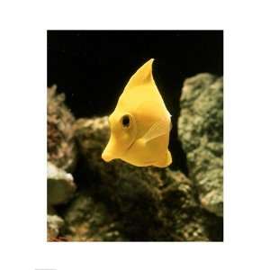  Yellow Tang Poster (18.00 x 24.00)