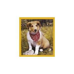  New Magnetic Bookmark Collie Puppy High Quality Modern 