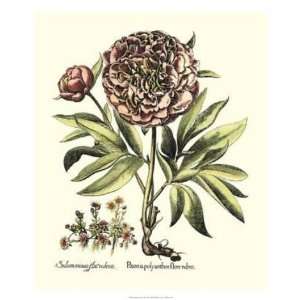  Basilius Besler   Framboise Floral III GICLEE Canvas