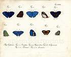 1783 JABLONSKY HC ENGRAVING BUTTERFLIES #299