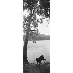 Side Profile of a Boy Swinging on a Rope Over a Lake 
