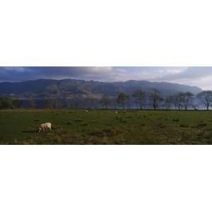  Sheep Grazing in a Field, Highlands, Scotland, United 