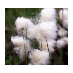  Cotton Blossom BBW Type Scented Tart 