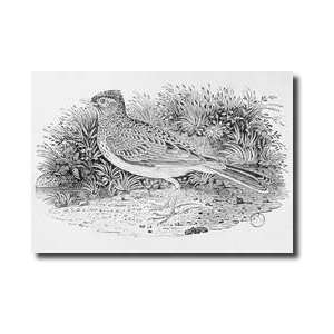 The Skylark alauda Arvensis From The history Of British Birds Volume I 