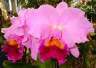 Lc. Irene Finney ‘York’ Fragrant Orchid Plant  