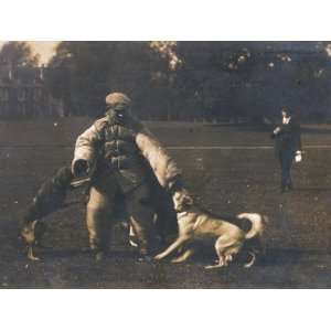 Police Dog Is Trained to Attack an Intruder   Well Padded Up for the 