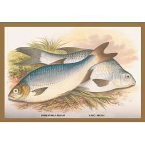  Pomeranian and White Bream 20x30 Poster Paper