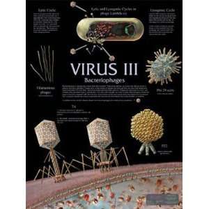 SciEd Virus Wall Charts; Bacteriophages Chart  Industrial 