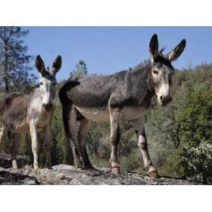  Protected Burros Share a Water Hole with Wild Horses 