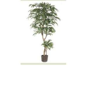   Decorative Weeping Ficus Trees with Rattan Baskets 6