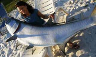 NEW XXL Tarpon fish Replica/ MOUNT World Record 86 in  