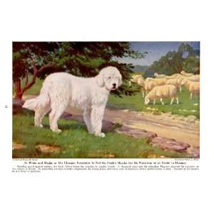 1944 Komondor Watches Over a Flock of Sheep   Wild Dogs and Working 
