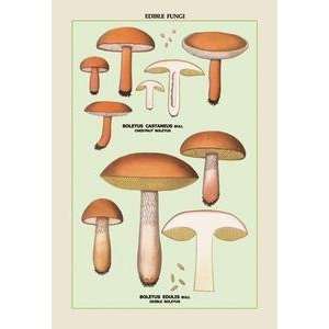  Vintage Art Edible Fungi Boletus Castaneus and Edulis 