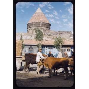   ,cattle,tombs,Maynard Williams,Erzurum,Turkey,1953