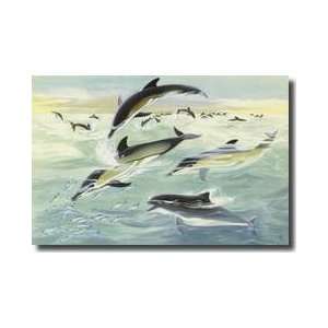 Common Dolphins And Harbor Porpoises Eat From The Same 