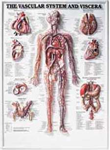 The Vascular System Anatomical Chart/Charts/Model, 3D  
