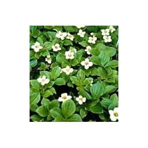  Cornus canadensis   Bunchberry Patio, Lawn & Garden