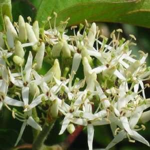 Silky Dogwood swamp dogwood cornus amomum BULK 1000 seeds 