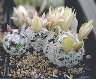 Powder Puff Cactus  Mammillaria Free Blooming  2.5 pot  