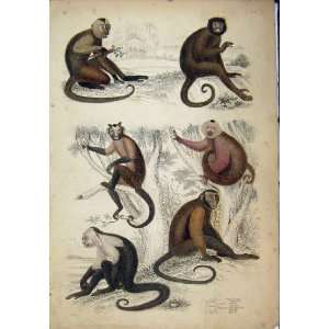 Cebus Weepers C1825 Natural History Monkeys Coloured 