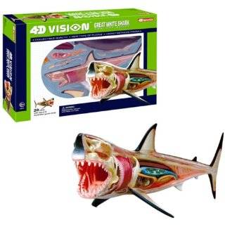 4D Vision Great White Shark Anatomy Model by Tedco