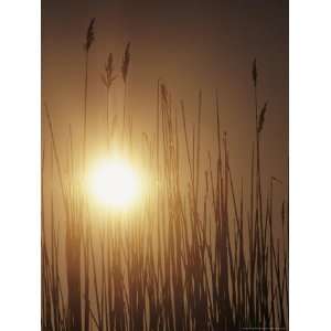  View of the Setting Sun Behind Tall Grasses National 