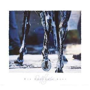  War Emblem?S Legs By David Stoecklein. Highest Quality Art 
