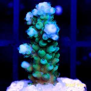   Pets* Blue Polyp Gomezi Acropora Acro SPS *Live Reef Coral*  