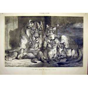   Lion Cubs Family Animal Beast French Print 1881