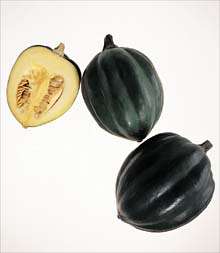 PLUS PACK   Mammoth Table Queen Squash Seeds   10 grams  