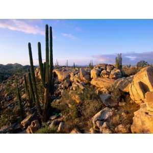 Cacti and Boulder Field, Catavina, Ensenada, Baja California, Mexico 