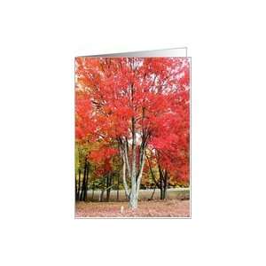 Beautiful tree Card