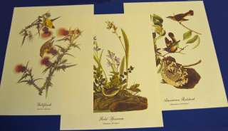 Audubon Best Loved Bird Paintings   18 Prints   1970s  