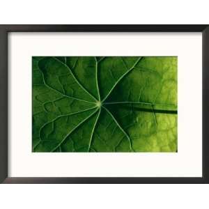 Close up of Tropaeolum Majus (Nasturtium) Leaf Showing Veins Framed 