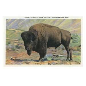 View of a Buffalo, Yellowstone National Park, Wyoming Giclee Poster 