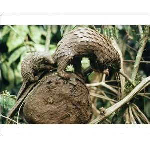  White bellied Pangolin   with baby on ants nest in 