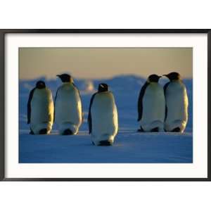  Emperor Penguins on the Frozen Ross Sea Collections Framed 