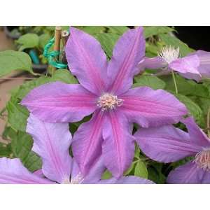 Andrew VanLaeken Clematis Vine   Potted   Bluish Purple Flowers 