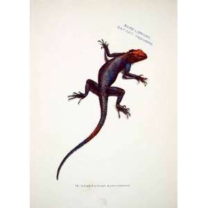  1906 Color Print Red Blue Lizard Liberia Africa Wildlife 