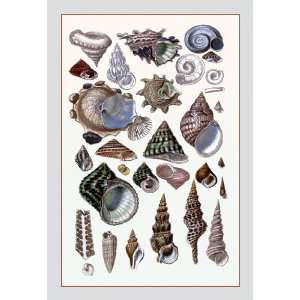 Shells Trachelipoda #3 16X24 Giclee Paper 