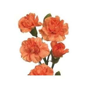  Orange   Mini Carnations   160 stems Arts, Crafts 