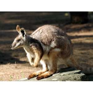  Kangaroo, Taronga Zoo, Sydney, Australia Photographic 